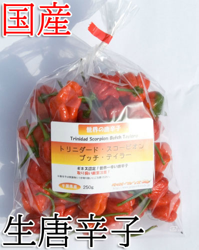 【冷蔵便】国産　生 トリニダード・スコーピオン・ブッチ・テイラー(赤) 250g　生鮮品